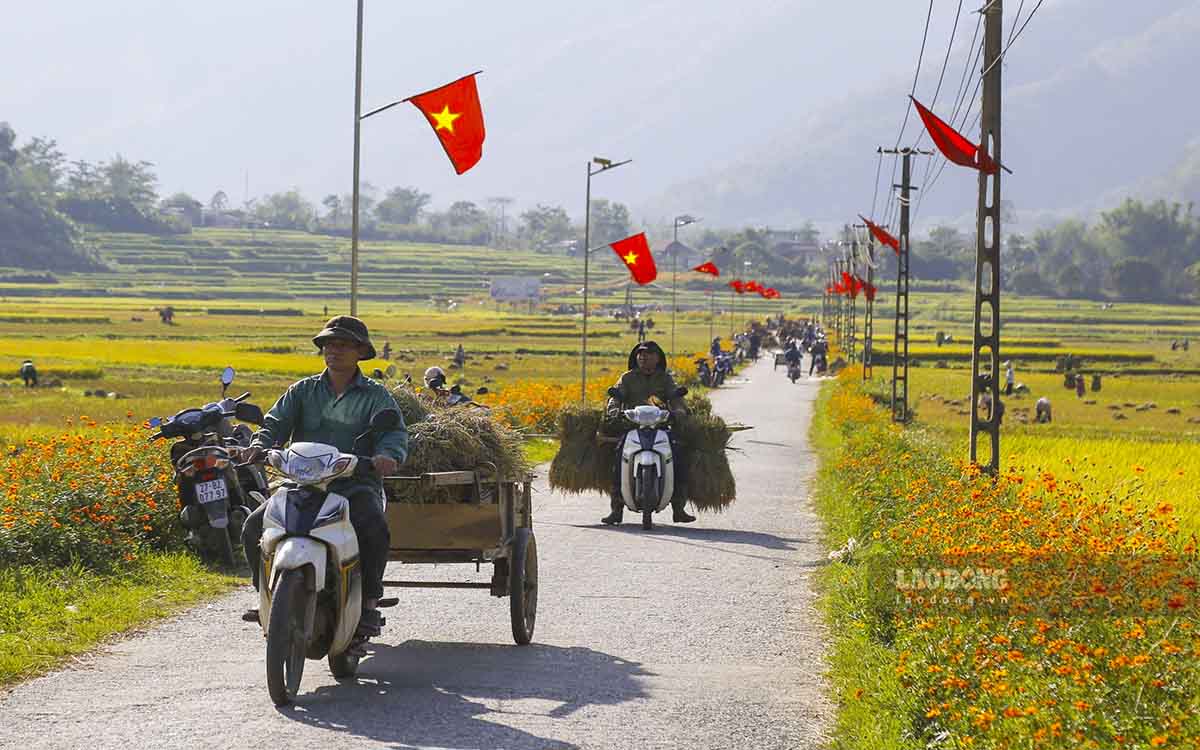Mùa vàng ấm no trên cánh đồng lúa lớn nhất vùng Tây Bắc