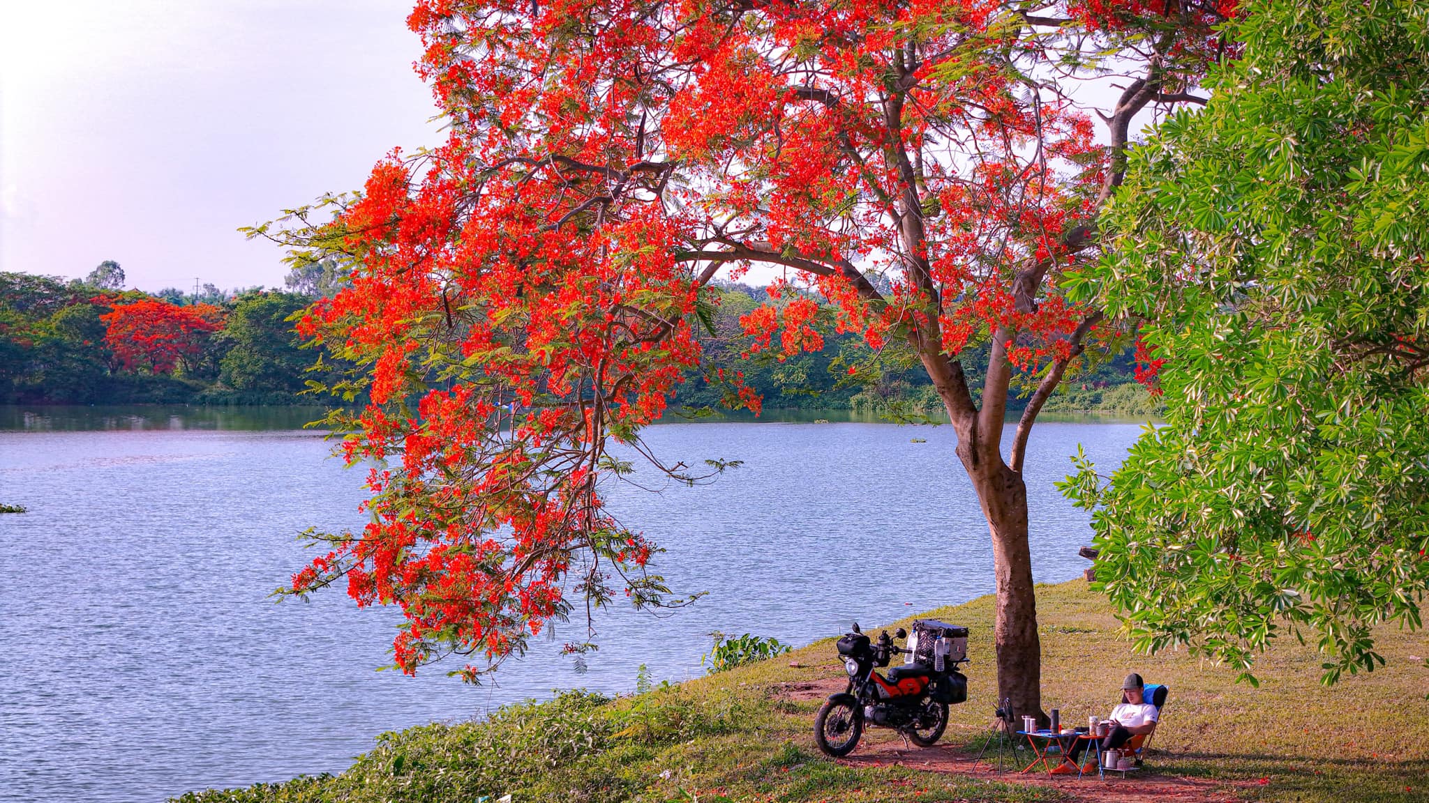 Những ngày đầu tháng 5  hoa phượng bắt đầu nở đỏ rực ở nhiều nơi báo hiệu một mùa hè nóng nực bắt đầu. Không chỉ nhuộm đó các cung đường trong nội thành Hà Nội, ngoại thành thủ đô cũng có những địa điểm check-in mùa hoa phượng như khu vực đầm Vân Trì.