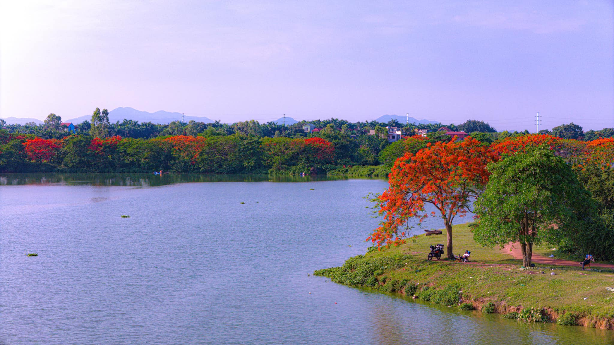 Khu vực đầm Vân Trì, thôn Đầm, xã Vân Nội những ngày này được nhiều bạn trẻ tìm đến vì nổi bật với “cây phượng cô đơn” đang nở rộ. Từng chùm hoa phượng tô màu rực rỡ cho hồ nước bình yên, tách biệt với sự nhộn nhịp của phố thị.