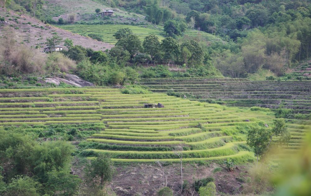 Cũng do địa hình đồi núi cao, nên ruộng lúa nơi đây chủ yếu là ruộng bậc thang.