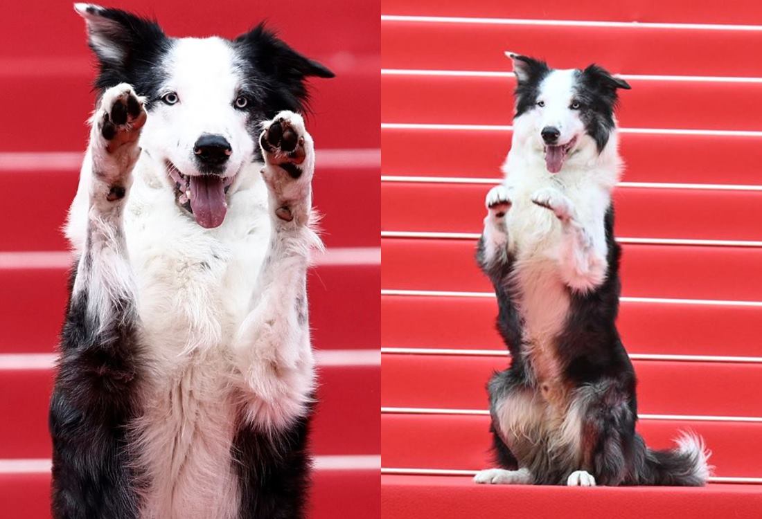 Chú chó Messi thu hút bậc nhất với 20 phút tạo dáng trên thảm đỏ Liên ...