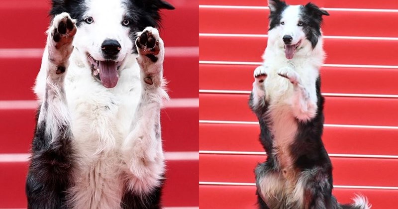 Chú chó Messi thu hút bậc nhất với 20 phút tạo dáng trên thảm đỏ Liên ...