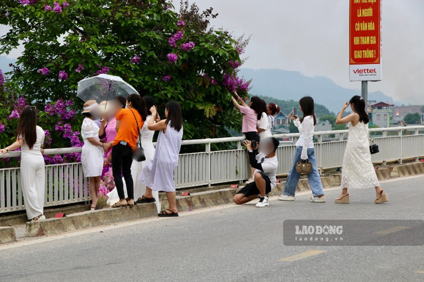 Dòng người tập trung lên cầu Nông Tiến (TP Tuyên Quang), đứng giữa đường chụp ảnh hoa bằng lăng gây cản trở phương tiện đi lại. Ảnh: Việt Bắc.