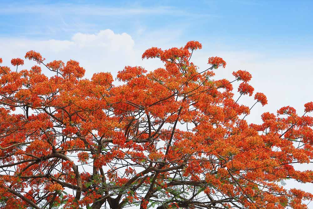 Ngoài giá trị là cây tạo cảnh quan, phượng vĩ còn có tác dụng như một loài cây tạo bóng râm trong điều kiện nhiệt đới. Loài cây này có tán rộng, tạo nên sự nổi bật, thắp sáng cả một vùng trời.