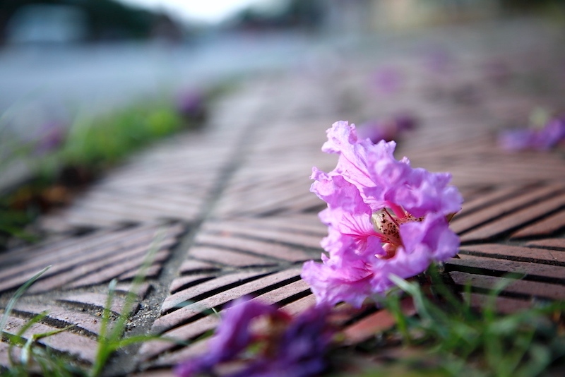 Những bông hoa bằng lăng rụng xuống mặt đường tạo nên một “thảm” tím thơ mộng. Ảnh: Công Sáng 