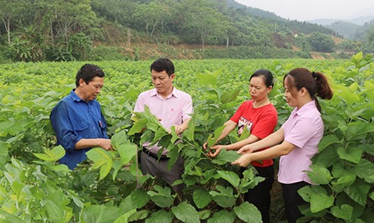 Nguồn vốn vay ưu đãi giúp nhiều hộ xã Việt Tiến, huyện Bảo Yên mở rộng diện tích trồng dâu, nuôi tằm. Ảnh: Kim Thoa 