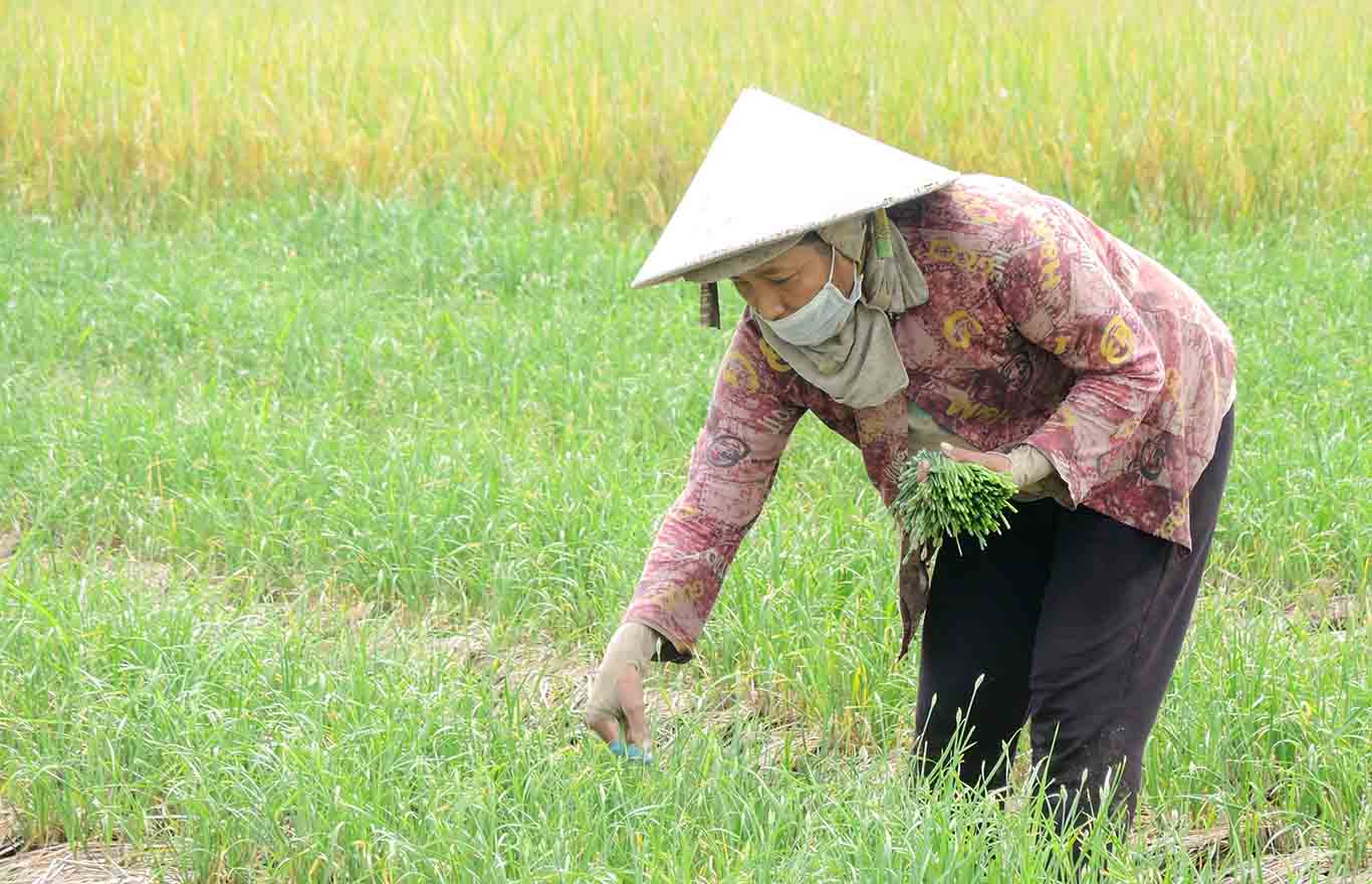 Bà Danh Thị Việt (Mỹ Xuyên, Sóc Trăng) có thu nhập ổn định từ trồng hẹ lấy bông. Ảnh: Phương Anh