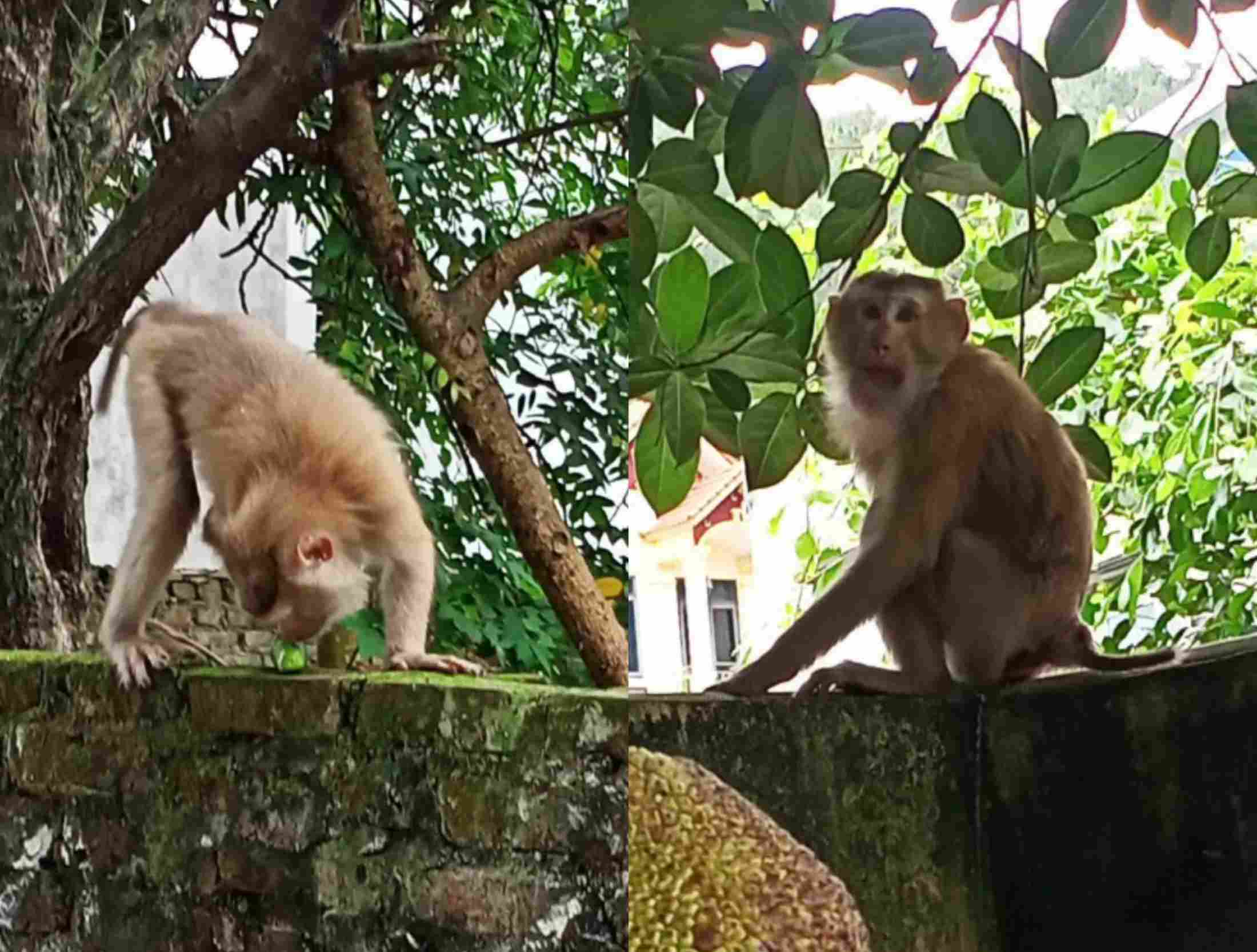 Những chú khỉ hoang xuất hiện tại khu dân cư ở Hải Phòng. Ảnh: Người dân cung cấp