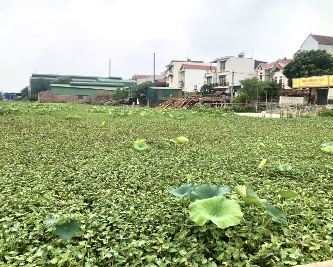 Dự án cụm công nghiệp làng nghề Tân Hoà (huyện Quốc Oai, Hà Nội) được ban hành Quyết định thành lập từ năm 2019, nhưng tới nay vẫn chậm triển khai.  Ảnh: Phạm Hồng