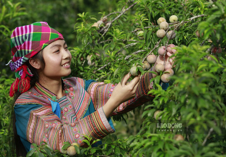 Mận Tả Van một trong những loại quả đặc sản của vùng núi Tây Bắc và chỉ trồng đường ở những xã vùng cao nơi đồng bào dân tộc H’Mông sinh sống.