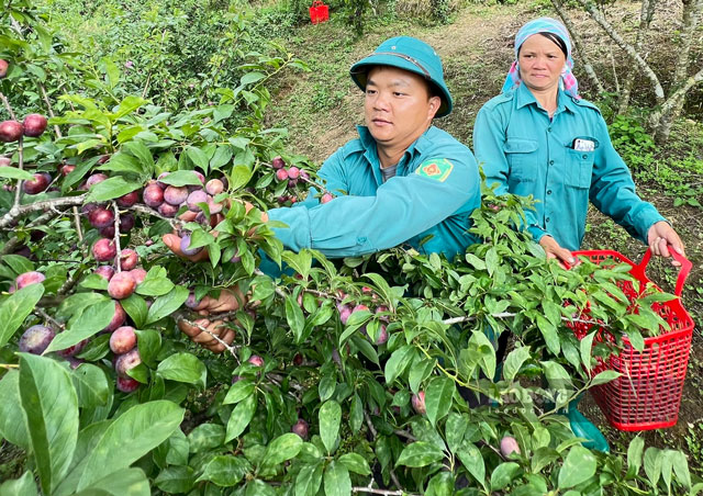 Cao nguyên trắng Bắc Hà có một khí hậu và thổ nhưỡng đặc biệt khiến cho cây mận ở đây có những màu sắc và hương vị riêng.