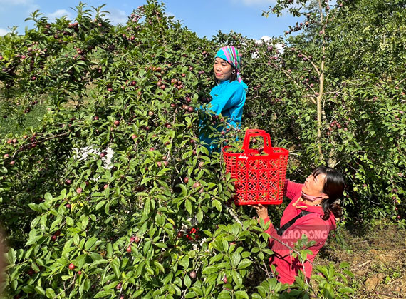 Những cây mận lâu năm khá cao, để thu hái, người dân phải bắc ghế hoặc dùng thang.