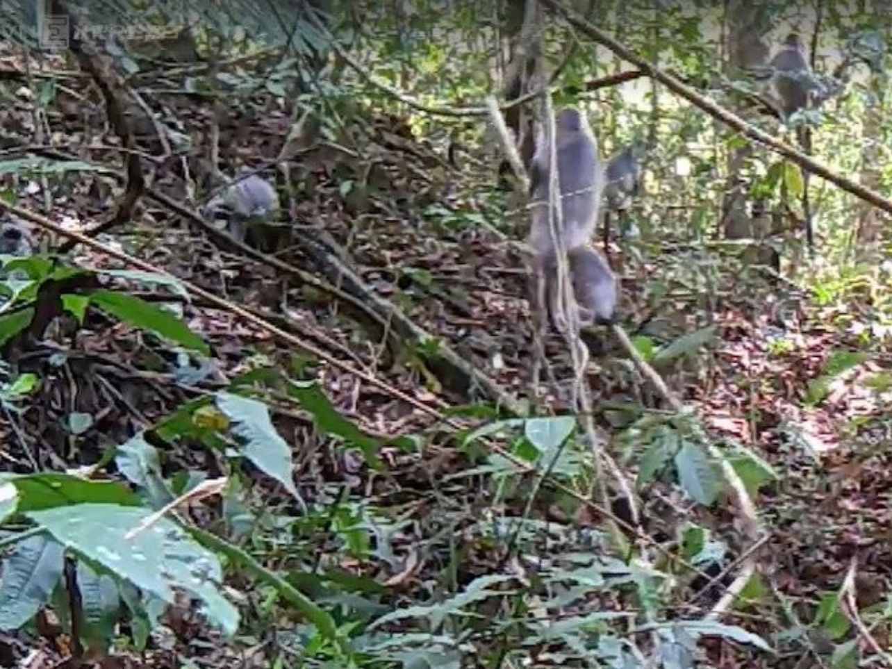 Bẫy ảnh tại Vườn quốc gia Chư Mom Ray vừa phát hiện đàn voọc bạc quý hiếm sau 5 năm mất dấu. Ảnh: Huyền Nga