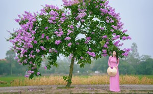 Con đường rợp sắc bằng lăng bên đồng lúa ít người biết ở Hà Nội Con đường rợp sắc bằng lăng bên đồng lúa ít người biết ở Hà Nội