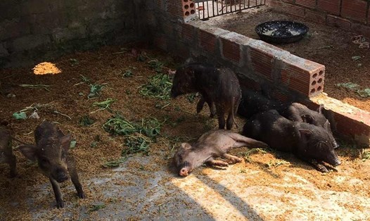 Hiện trường ổ dịch tả lợn châu Phi tại Quảng Ninh. Ảnh: Cổng TTĐT Quảng Yên