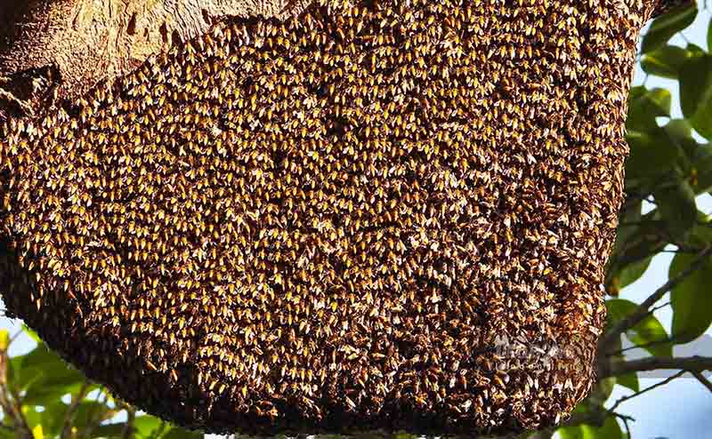 Loài ong làm tổ trên cây đa này là ong khoái, một loài ong rừng chưa được thuần hóa. Do đó, mật ong thu hoạch từ đây hoàn toàn tự nhiên.