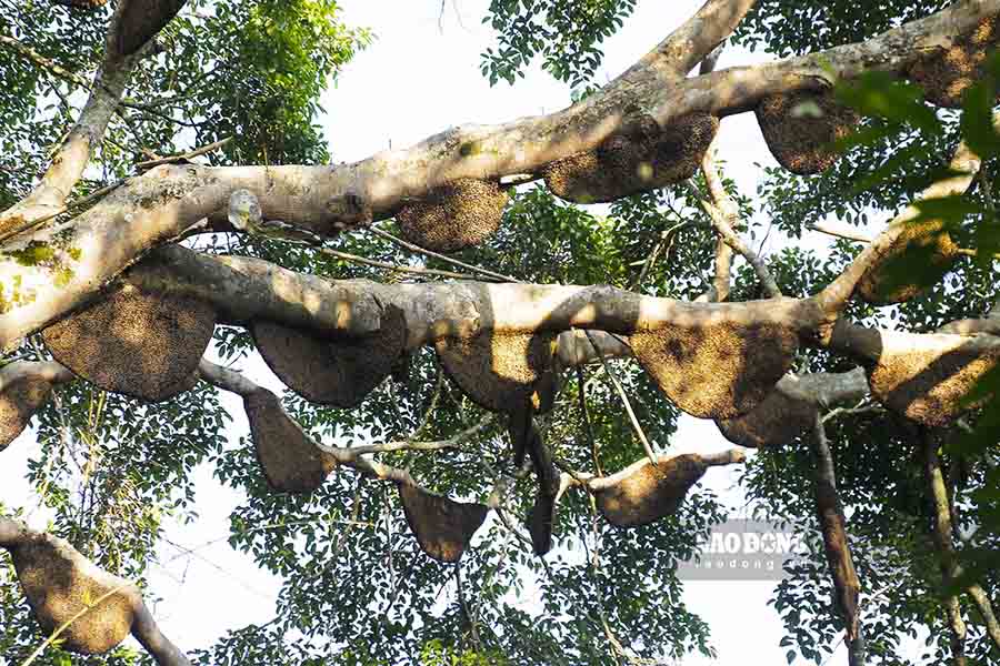 Cận cảnh cây đa siêu mật ong giữa núi rừng Điện Biên. Ảnh: Thanh Bình