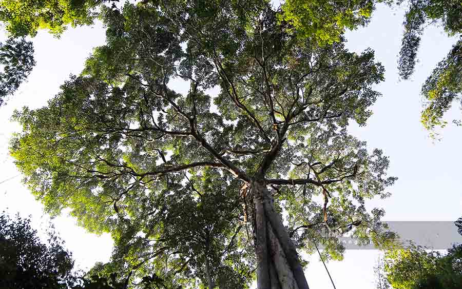 Đó là một cây đa cổ thụ tại bản Huổi Lướng, xã Nặm Lịch, huyện Mường Ảng, tỉnh Điện Biên.