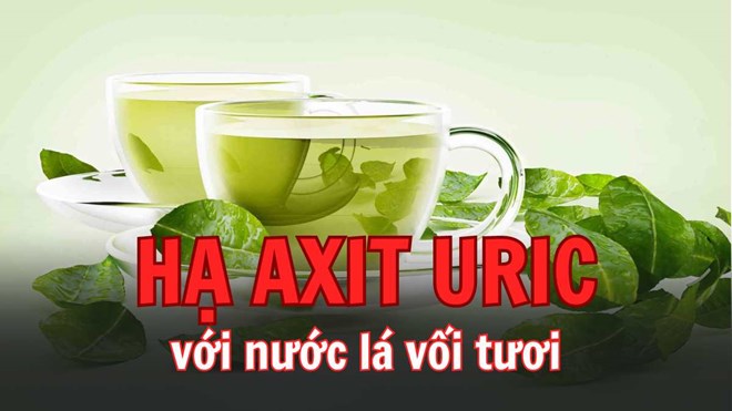 Giảm axit uric bằng cách uống nước lá vối tươi mỗi ngày