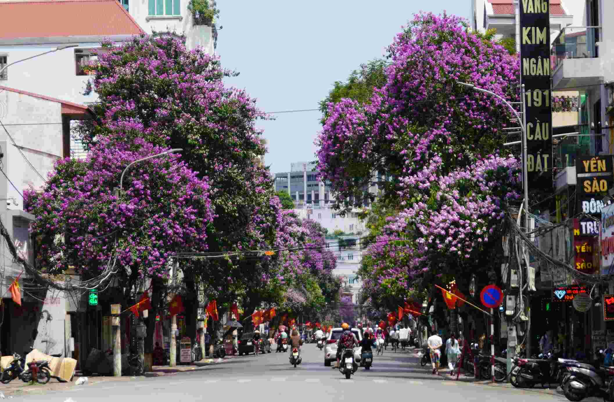 Những ngày này, phố Cầu Đất (quận Ngô Quyền) như “khoác” lên mình màu áo tím của hoa bằng lăng. Bởi lẽ, cả con phố dài 700 m có đến hàng trăm cây bằng lăng trồng 2 bên đường. 