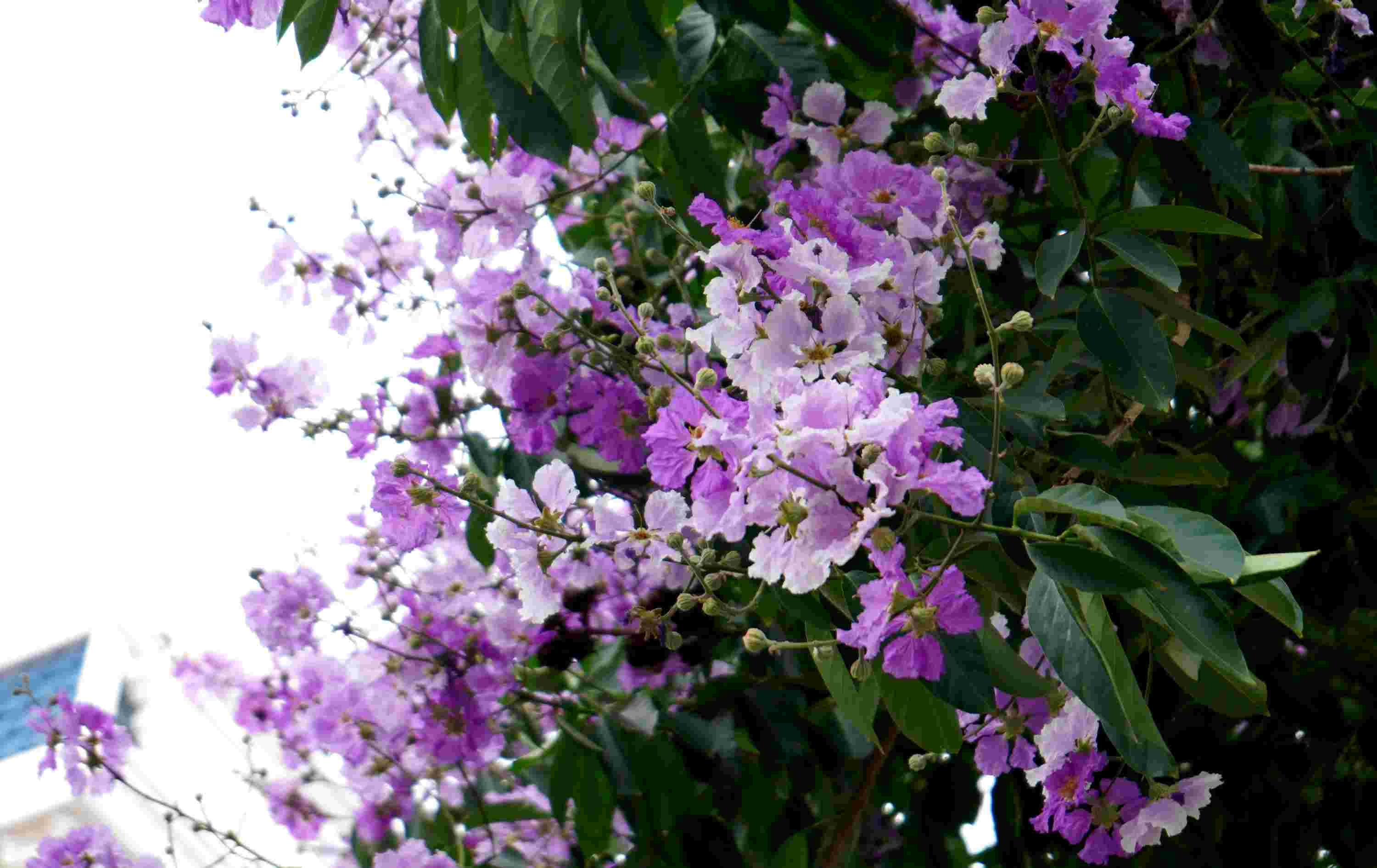 Bằng lăng nổi bật với những bông hoa lớn mọc thành chùm dài từ 20-40 cm, có mùi thơm nhẹ, đẹp và rực rỡ màu sắc. Màu của hoa thường là tím đậm hoặc tím hồng, cánh hoa mỏng hình bầu dục, có nhị vàng.
