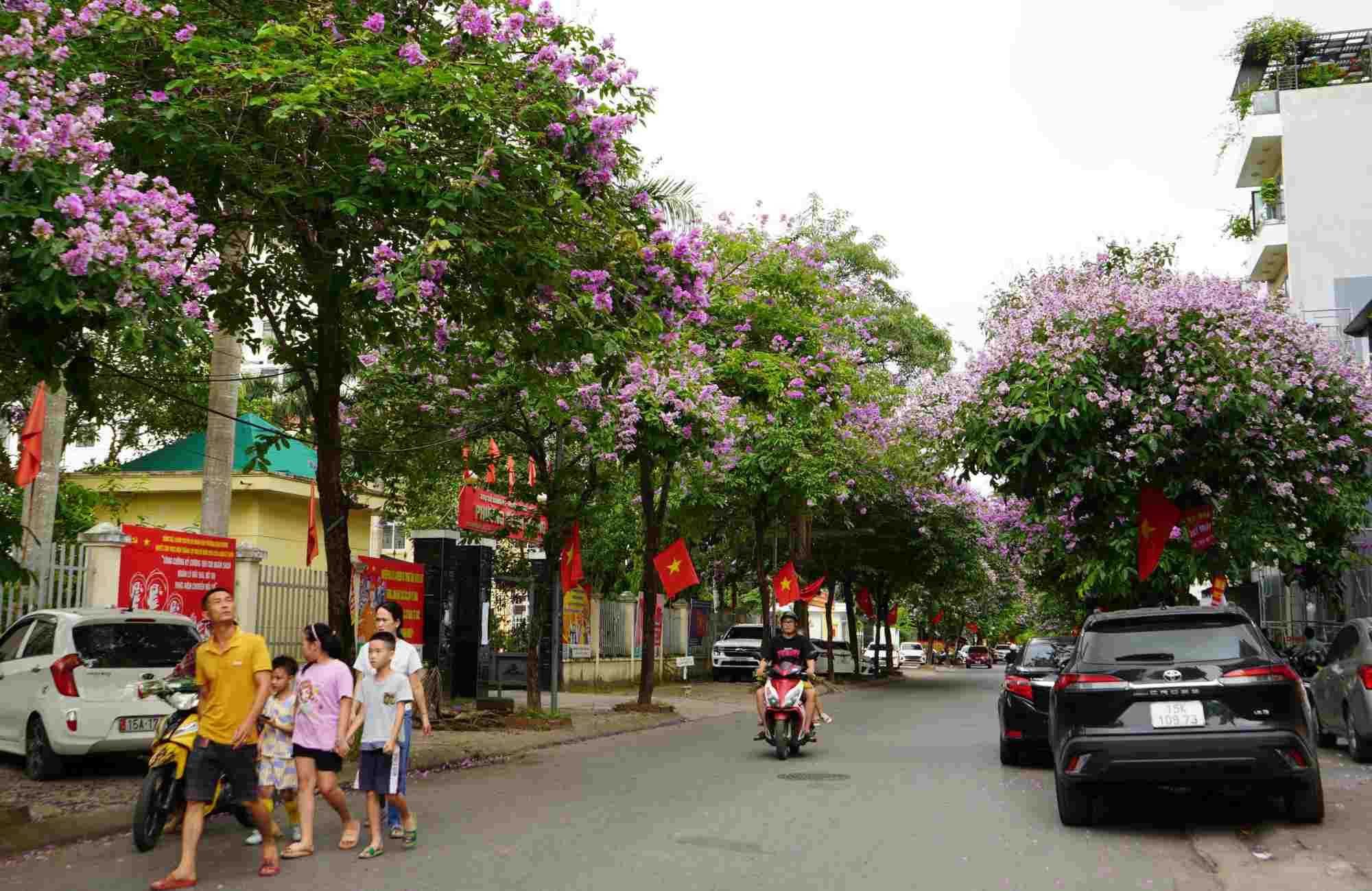 Ở đường Nguyễn Tất Tố (quận Lê Chân), hoa bằng lăng cũng được trồng chủ đạo ở 2 bên đường, thu hút mọi ánh nhìn của người dân, du khách. 