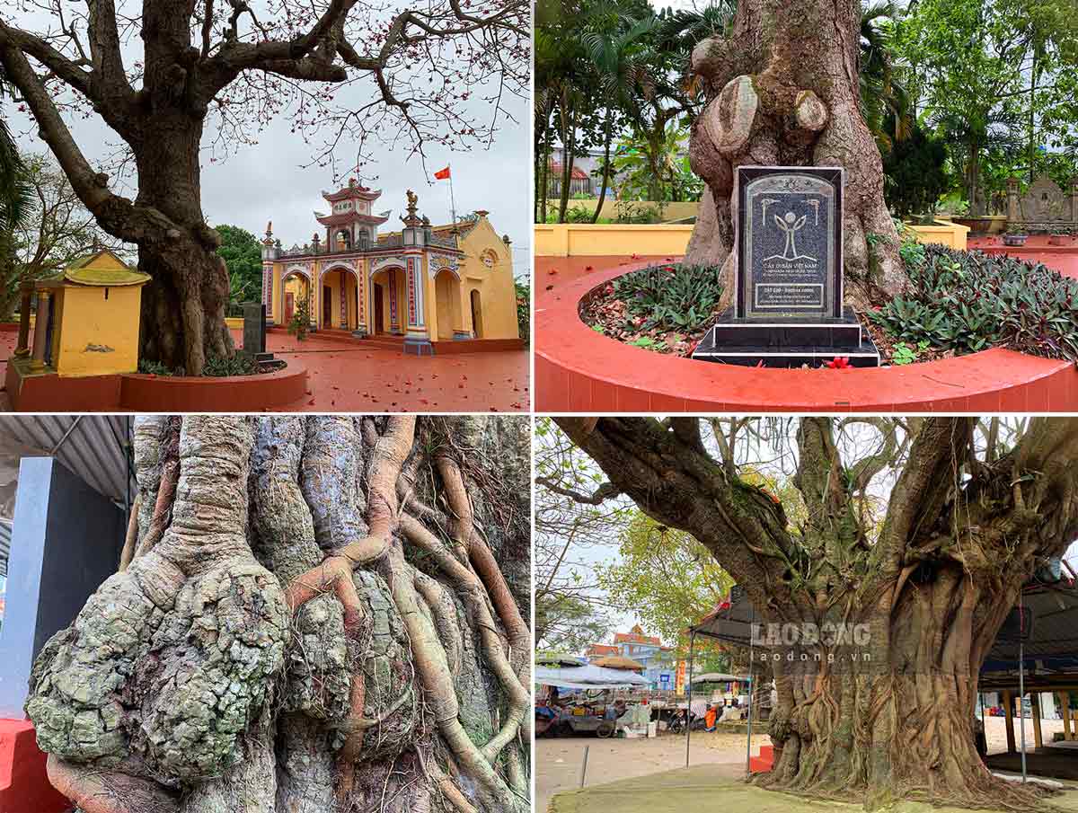 5 cây di sản ở xã Giao Thanh (huyện Giao Thủy, tỉnh Nam Định). Ảnh: Hà Vi