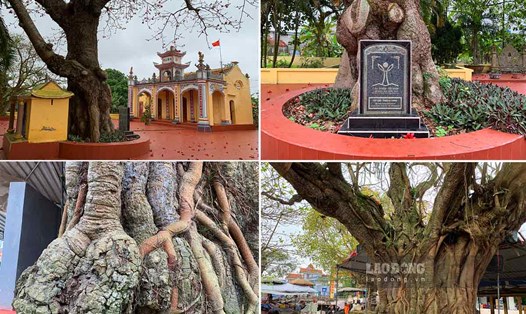 5 cây di sản ở xã Giao Thanh (huyện Giao Thủy, tỉnh Nam Định). Ảnh: Hà Vi