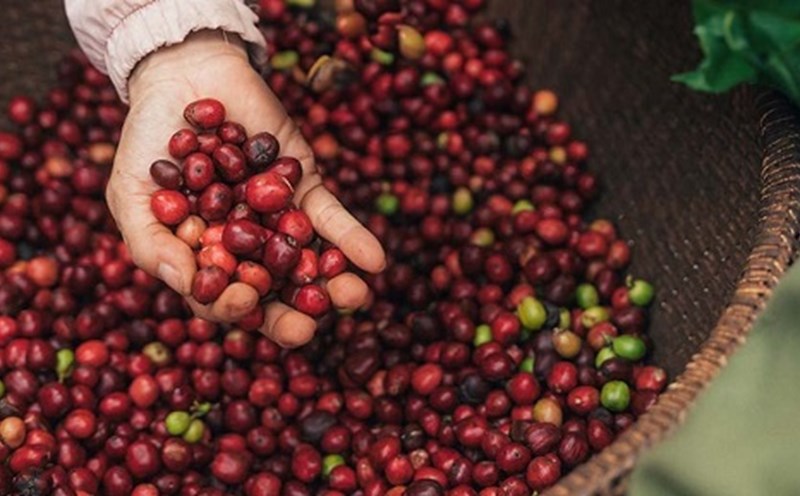 Chương trình NESCAFÉ Plan 2030 tiếp tục thúc đẩy nông nghiệp tái sinh và giảm phát thải khí nhà kính