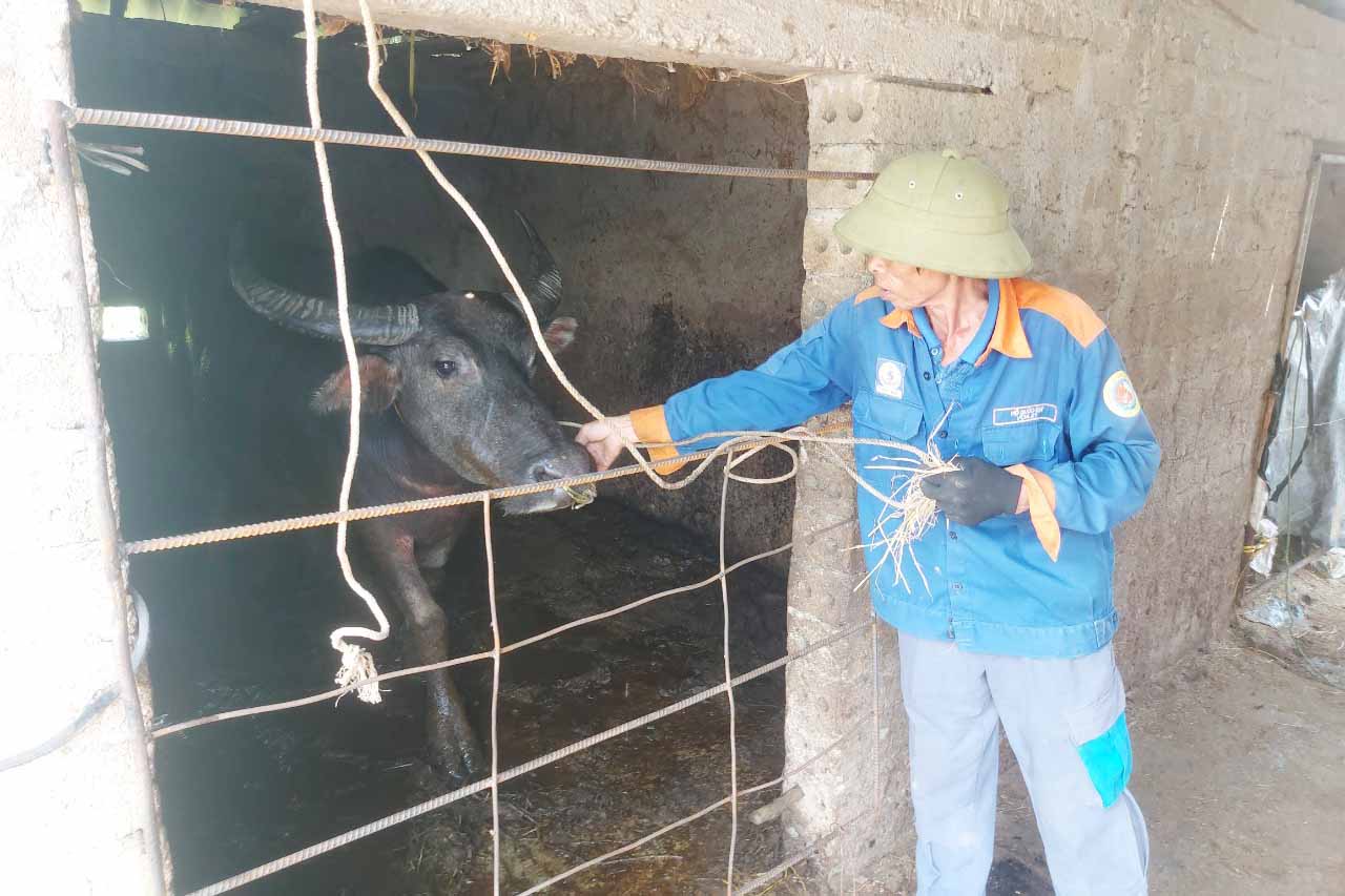 Ông Lâm vỗ về, thương con trâu của gia đình bị thôn Tân Cầu bắt nhốt nhưng chưa nhất trí trả tiền chuộc nên chưa thể dắt về. Ảnh: Trần Tuấn.