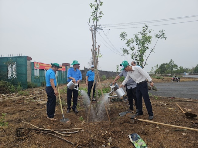 40 cây sao đen hôm nay được Liên đoàn Lao Động tỉnh Đắk Lắk trồng tại Đường Công nghiệp số 7, thuộc Khu công nghiệp Hào Phú. Ảnh: Danh Ánh.