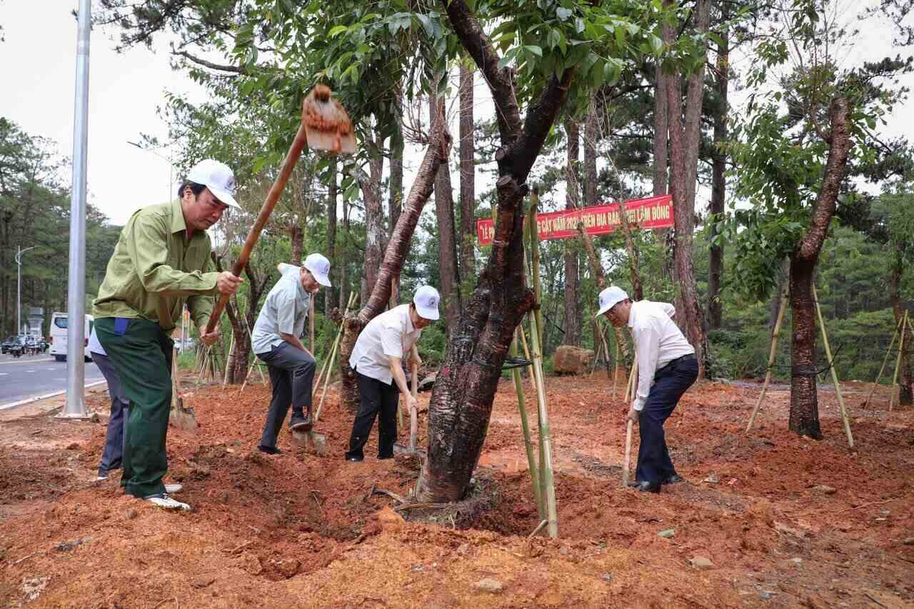 Đề án “Trồng một tỷ cây xanh giai đoạn 2021-2025” của Thủ tướng Chính phủ, tỉnh Lâm Đồng nhận trồng 50 triệu cây xanh các loại. Ảnh: Nghĩa Nguyễn