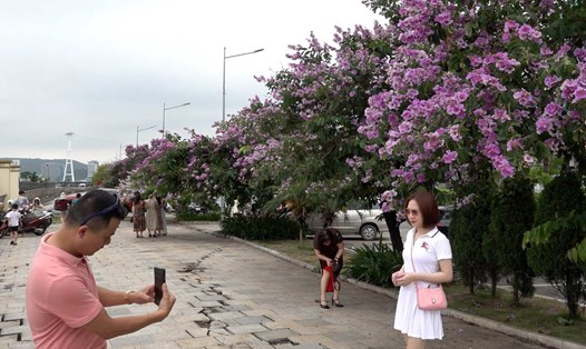 Người dân,du khách chụp ảnh cùng hoa bằng lăng. Ảnh: Đoàn Hưng