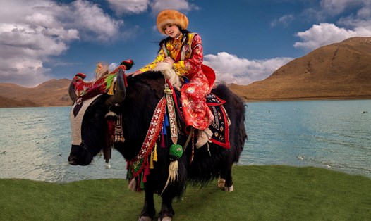 Hoa hậu Giáng My cưỡi bò Yak chụp hình giữa không gian hùng vĩ ở Tây Tạng. Ảnh: Facebook nhân vật.