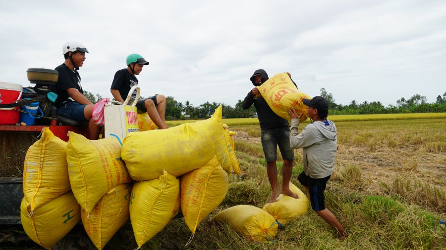 Thương lái cần được xem là đối tác đồng hành với nông dân, HTX và doanh nghiệp. Ảnh: Phương Anh