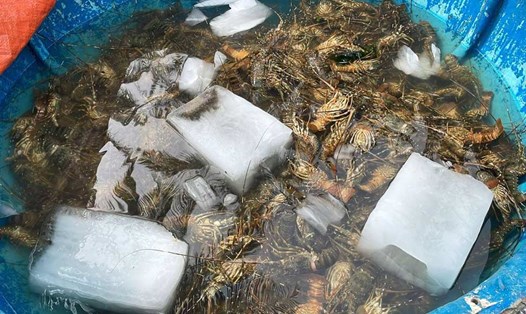 25 tấn tôm hùm xanh ở thủ phủ tôm hùm Phú Yên bị chết do ảnh hưởng thời tiết. Ảnh: Linh Nguyên
