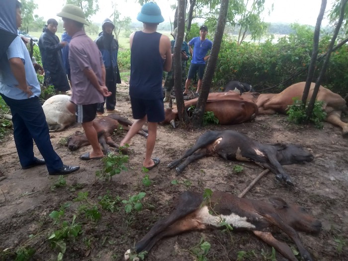 Sét đánh chết 8 con bò của ông Tuyến khi đang cột dưới tán cây. Ảnh: X. Hội