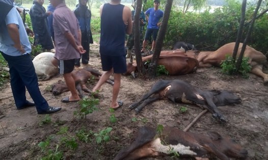 Sét đánh chết 8 con bò của ông Tuyến khi đang cột dưới tán cây. Ảnh: X. Hội