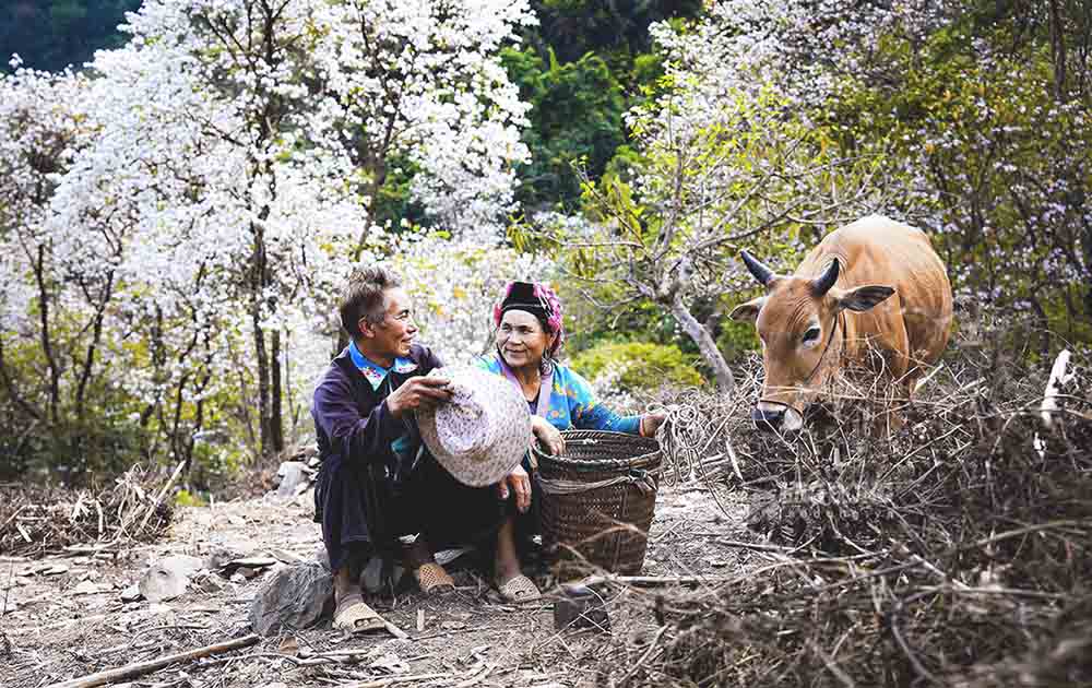 Trên đỉnh núi, lưng chừng đồi, vách đá…đều ngập một màu trắng của hoa ban.