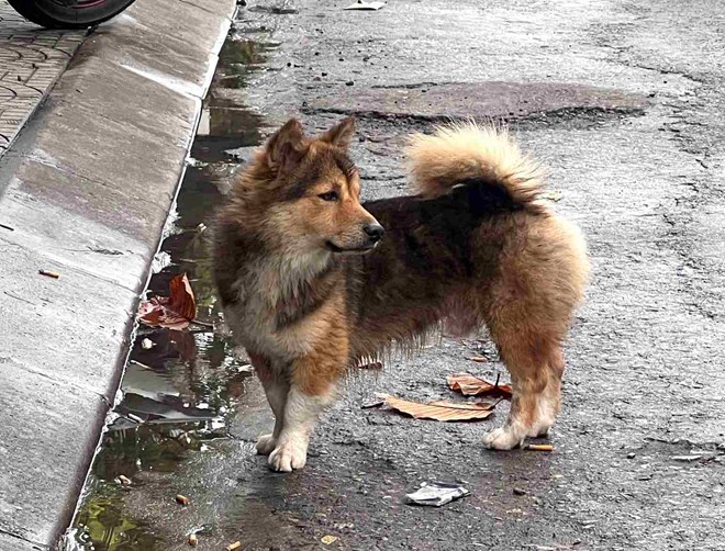 Đến giữa tháng 5, Quảng Bình đã tiêm được gần 68% liều vắc xin dại cho chó mèo. Ảnh: Công Sáng 