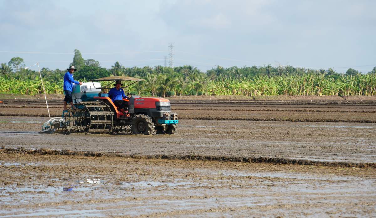 Áp dụng cơ giới hóa sạ hàng kết hợp vùi phân giảm hơn 50% giống và 20% phân bón. Ảnh: Phương Anh