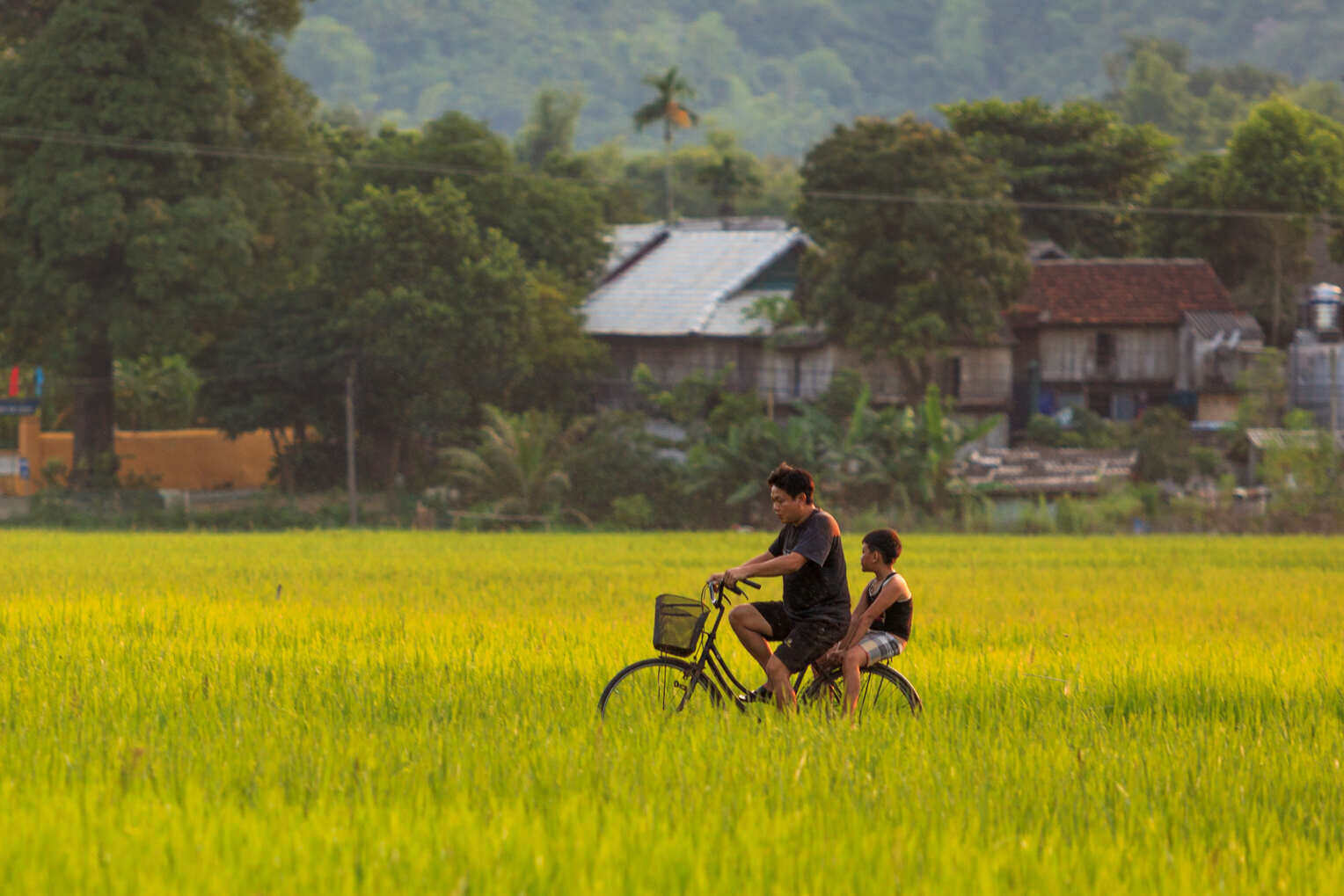 Đạp xe qua cánh đồng lúa. Ảnh: The South Wind