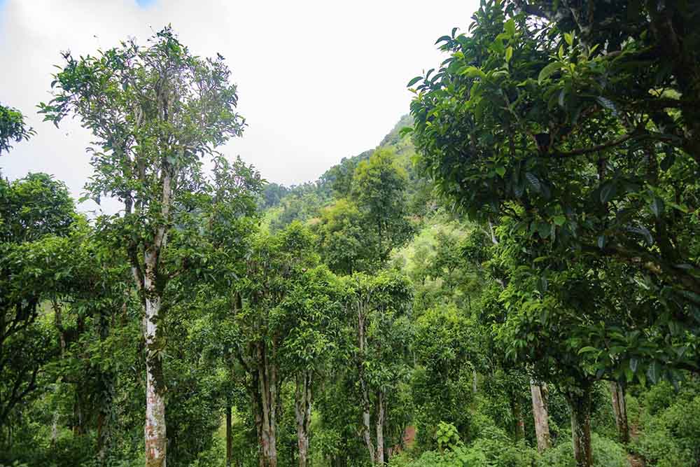 Huyện Tủa Chùa, tỉnh Điện Biên có gần 4.000 cây chè Shan tuyết cổ thụ, trong đó có 100 cây được công nhận là Cây di sản Việt Nam. Ảnh: Mỹ Linh