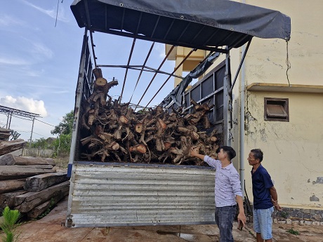 Lập biên bản, điều tra mở rộng về nguồn gốc số gỗ quý. Ảnh: Thanh Tuấn 