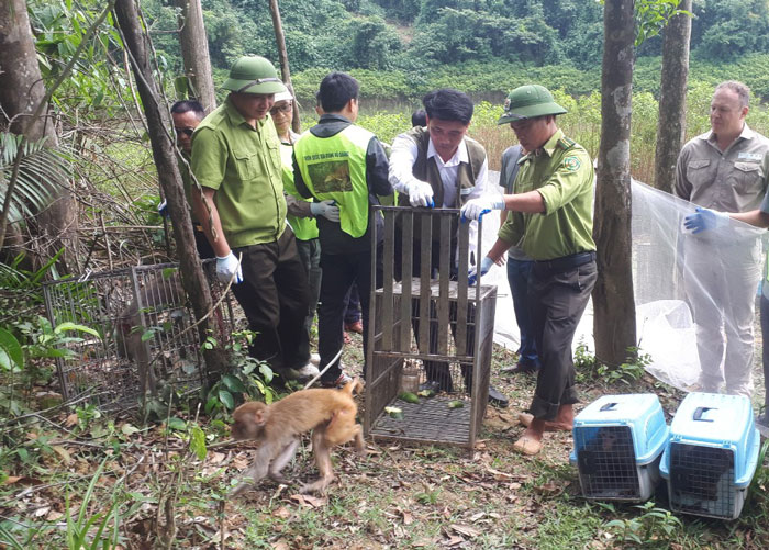 Cán bộ Vườn quốc gia Hoàng Liên (Lào Cai) tái thả 21 cá thể khỉ hoang dã vào Vườn quốc gia Vũ Quang (Hà Tĩnh), nhân ngày Quốc tế đa dạng sinh học. Ảnh đơn vị cung cấp
