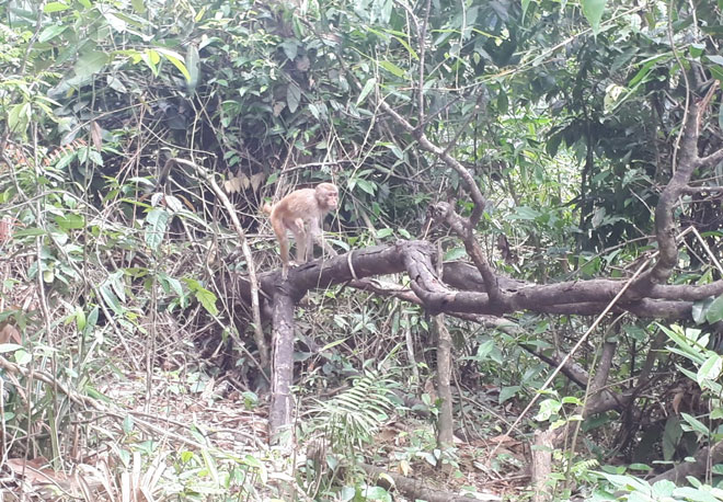 21 cá thể khỉ quý hiếm được thả về môi trường tự nhiên an toàn. Ảnh: Đơn vị cung cấp