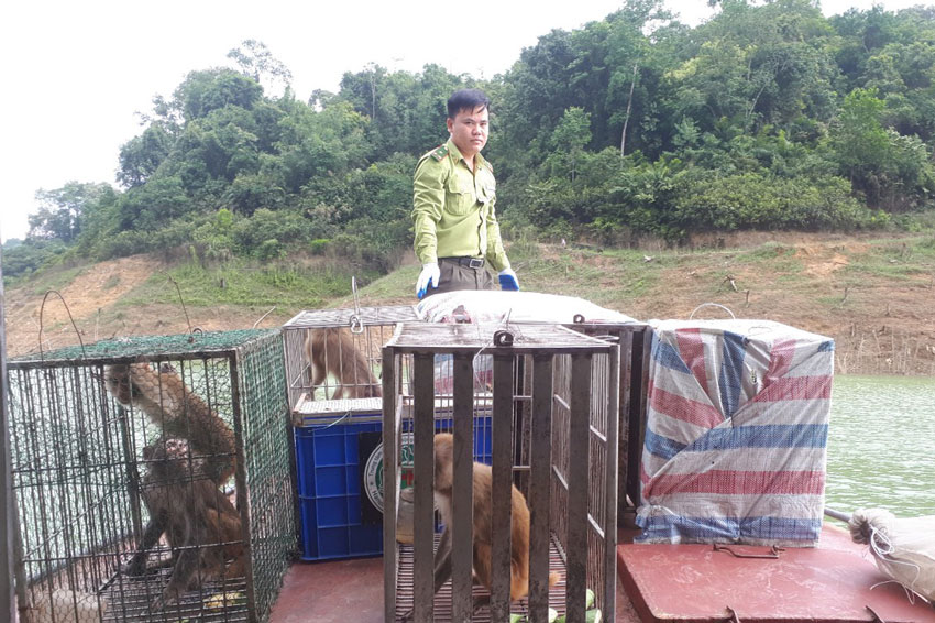 Cán bộ Vườn quốc gia Hoàng Liên (Lào Cai) tái thả 21 cá thể khỉ hoang dã vào Vườn quốc gia Vũ Quang (Hà Tĩnh), nhân ngày Quốc tế đa dạng sinh học. Ảnh đơn vị cung cấp