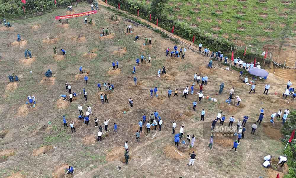 Huyện Tuần Giáo, tỉnh Điện Biên trở thành “thủ phủ” mắc ca với diện tích lớn nhất trong cả nước. Ảnh: Văn Thành Chương
