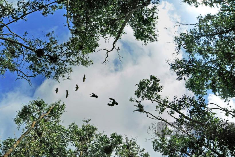 Qua 24 năm kể từ ngày thành lập, đến nay khu bảo tồn sinh thái Đồng Tháp Mười đã quy tụ được trên 12.000 con chim, cò trú ngụ. Trong đó, có nhiều loài trong sách đỏ Việt Nam và thế giới như: Cần đước, giang sen, già đẩy…. Bên cạnh đó, còn quy tập được 6.030 cây bản địa các loại và các loại lớp thú, bò sát và các loài chim, thú đặc trưng của vùng Đồng Tháp Mười.