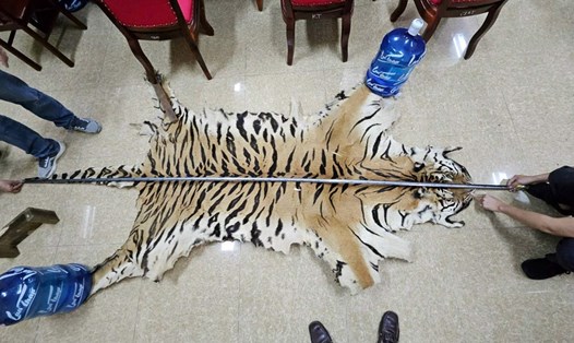 Bộ da loài hổ (Panthera tigris). Ảnh: Công an Uông Bí